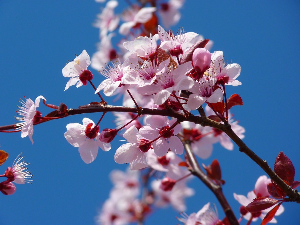 almond-blossom-5378_1280